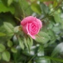 Honking-Car Honking-Car